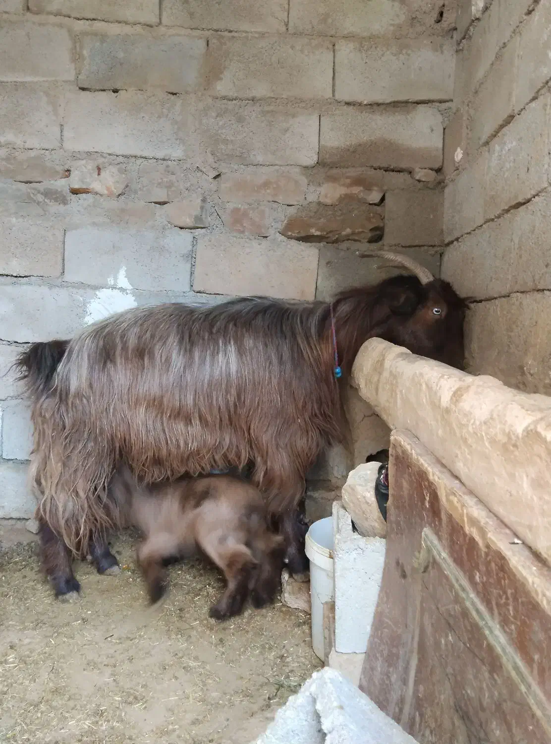 بز با بیگ|حیوانات مزرعه|اندیکا, |دیوار