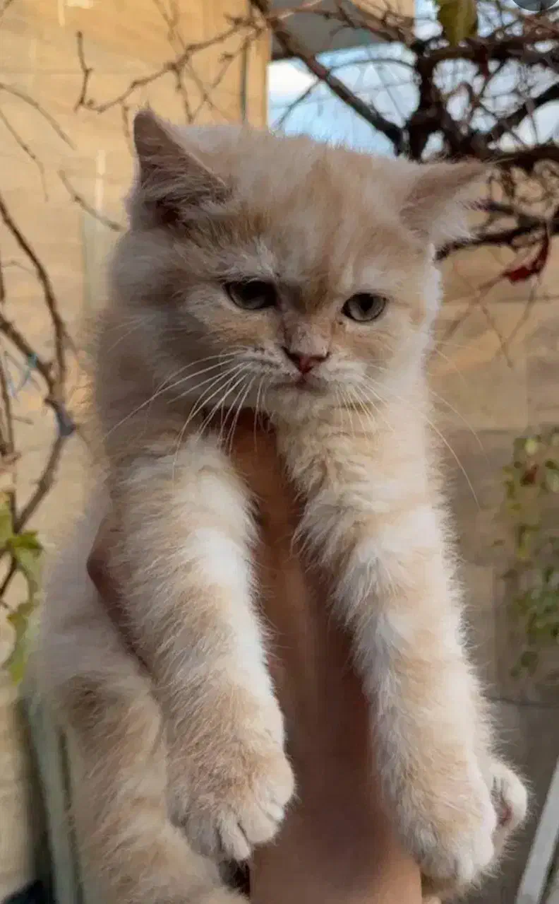 دو عدد بچه اسکاتیش|گربه|تبریز, |دیوار