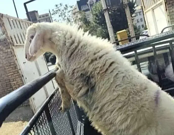 گوسفند اذربایجان بره نر درجه یک پرواری|حیوانات مزرعه|قم, باسکول|دیوار