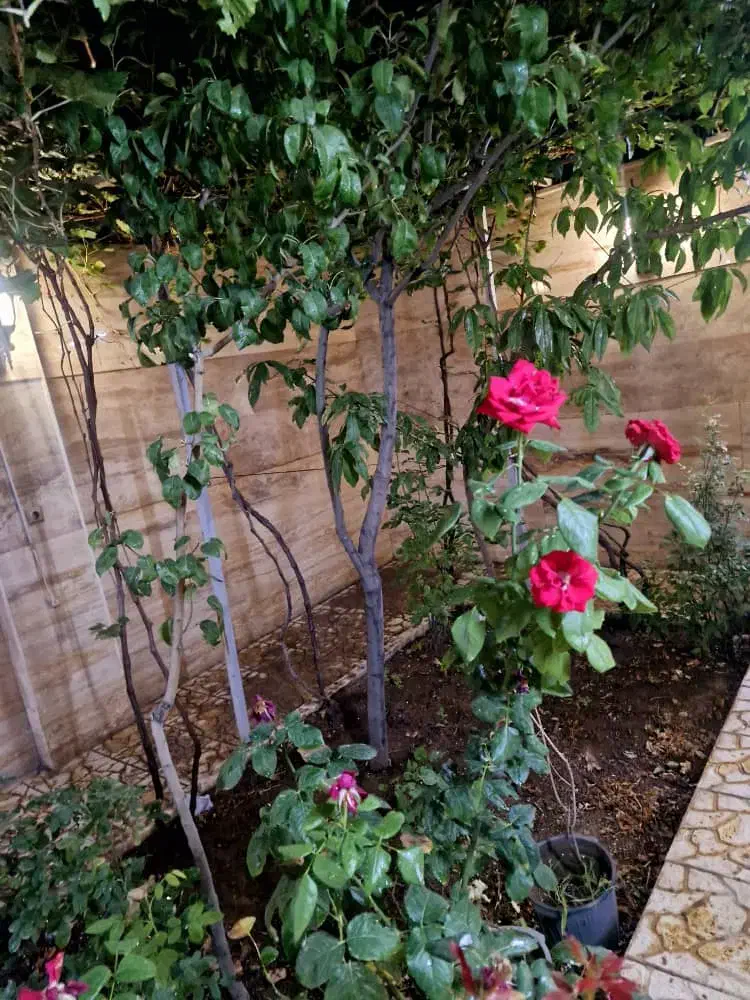 سوییت ویلایی لوکس VIP|اجارهٔ کوتاهمدت آپارتمان و سوئیت|زنجان, |دیوار