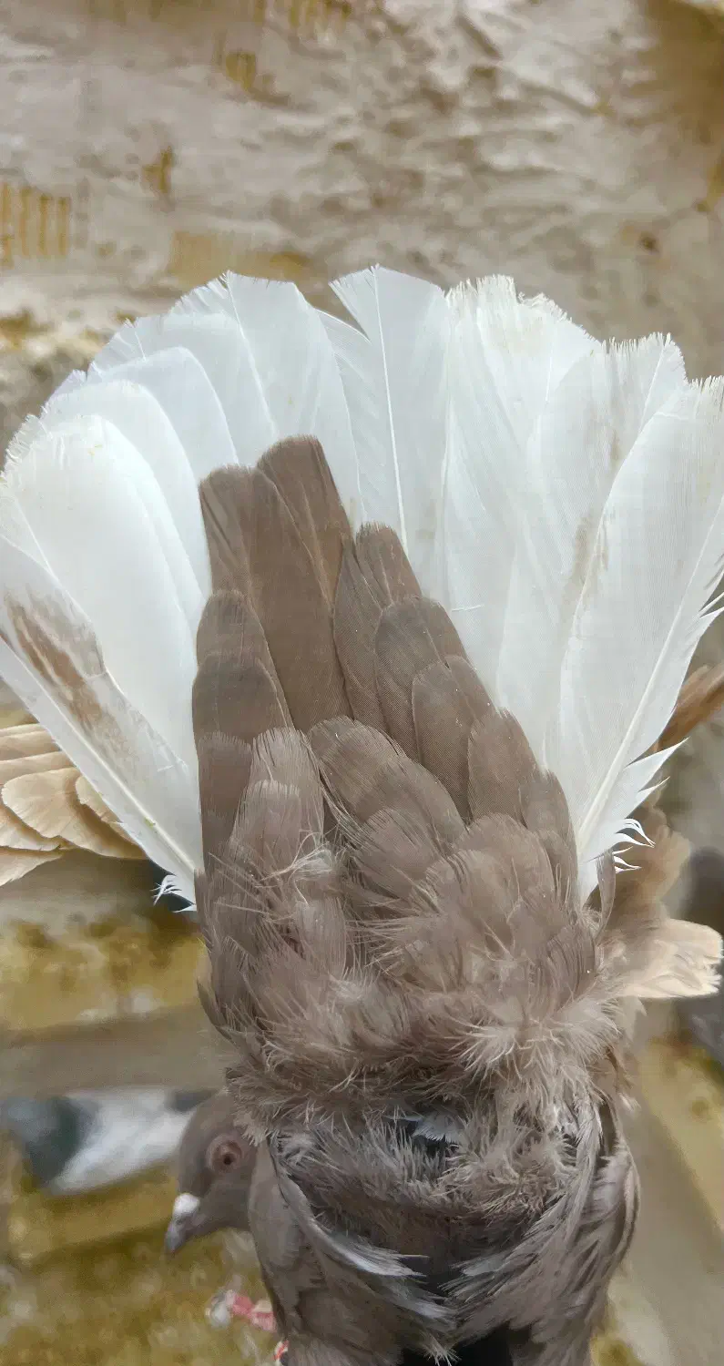 قهوه ای دمسفید ماده بشرط تخموجوجه|پرنده|شیراز, حومه شیراز|دیوار