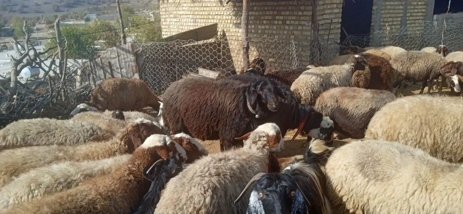 یک عدد قوچ قزل افشار درجه یک یک|حیوانات مزرعه|چگنی, |دیوار