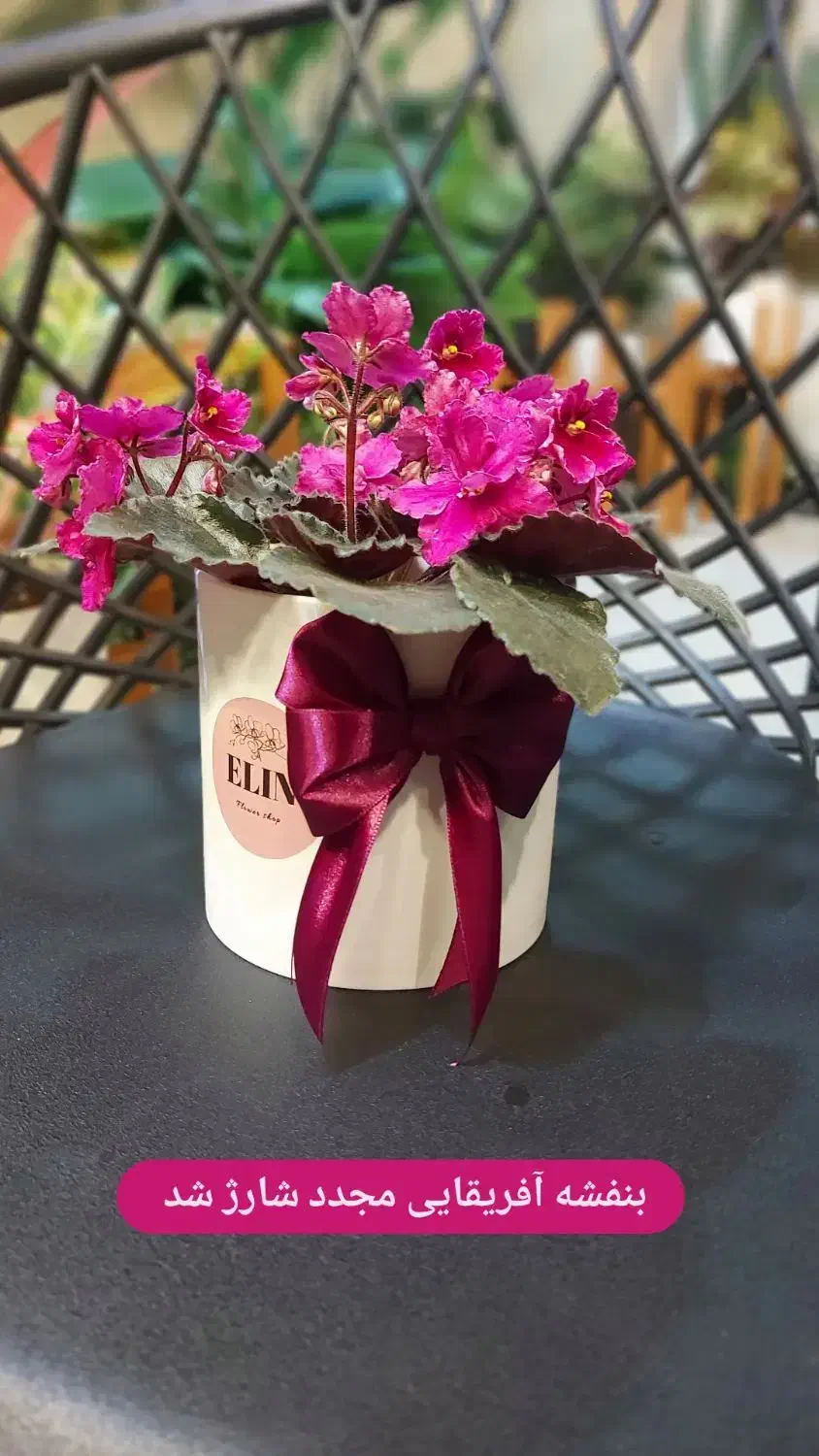 بنفشه آفریقایی|گل و گیاه طبیعی|رشت, دیلمان|دیوار