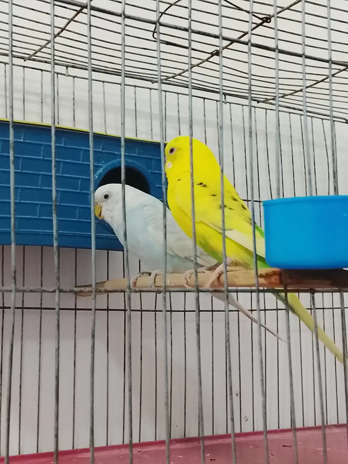 مرغ عشق مولد|پرنده|بانه, |دیوار