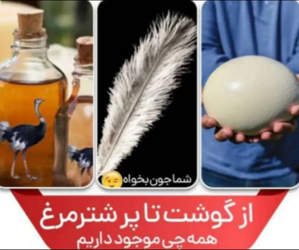 جوجه شترمرغ تخم خوراکی روغن گوشت بوقلمون قلم|حیوانات مزرعه|یاسوج, |دیوار