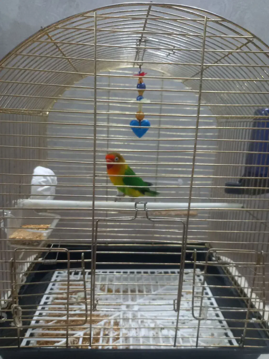 برزیلی فیشر|پرنده|زنجان, |دیوار