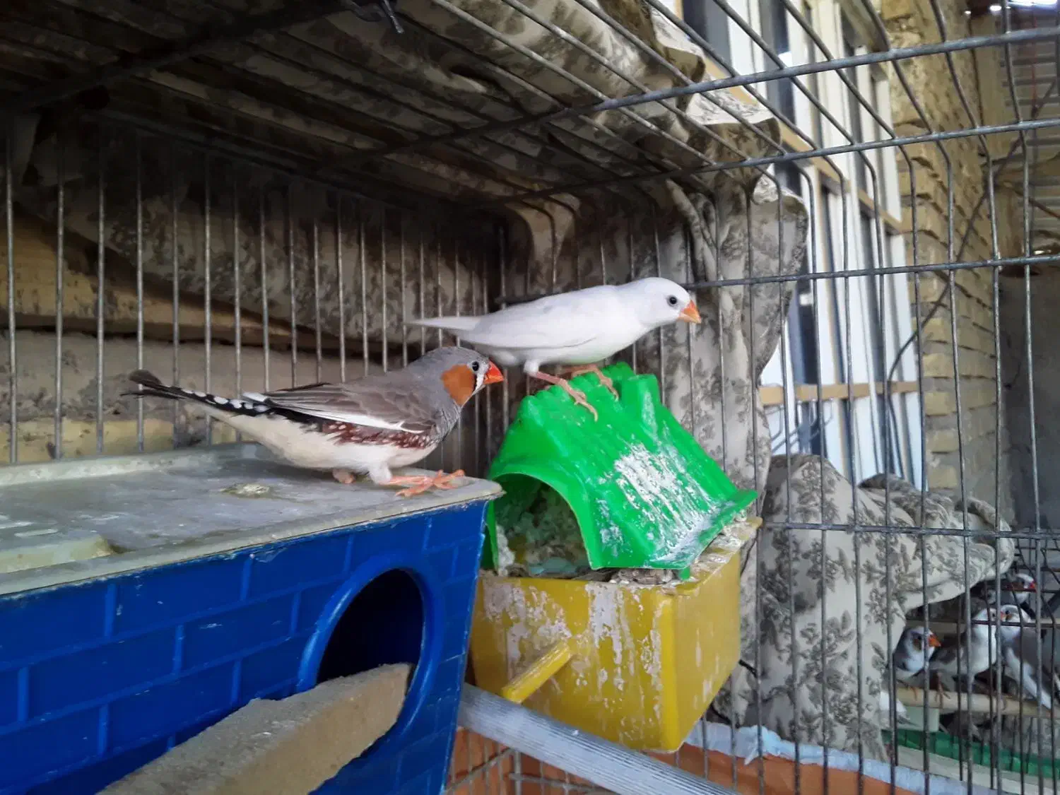 فروش فنج بالغ مولد نژاد دار|پرنده|دهلران, |دیوار