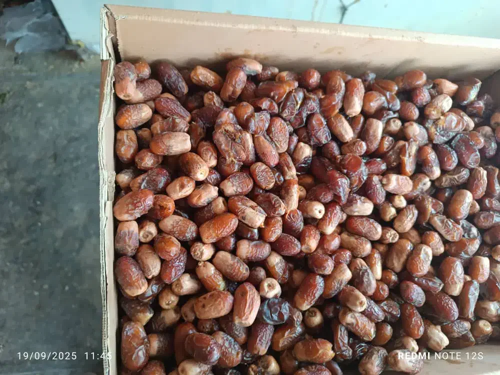 خرما تازه  از نخلستان های بلوچستان ارسال به تهران|خوردنی و آشامیدنی|تهران, گلستان (شهرک راه آهن)|دیوار