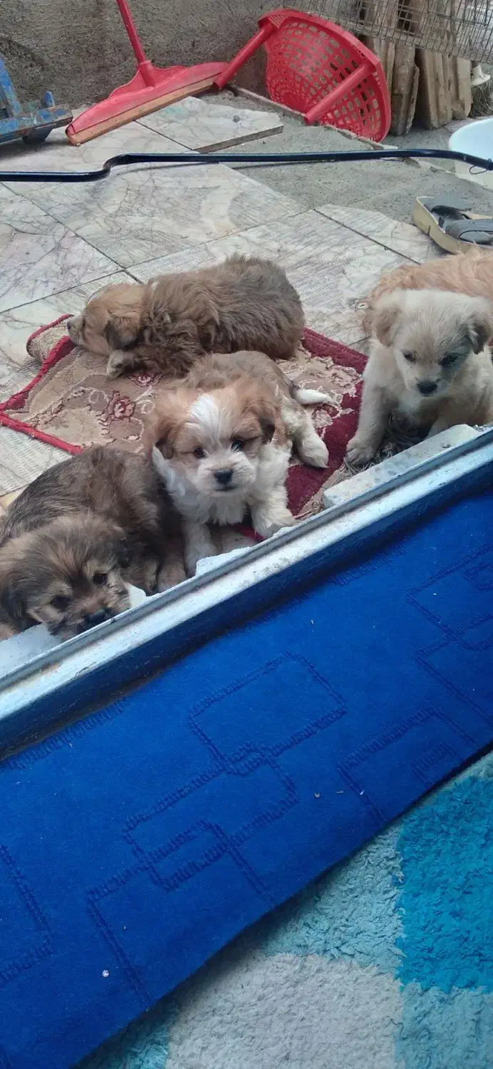 واگذاری توله سگهای آپارتمانی|سگ|مشهد, سناباد|دیوار