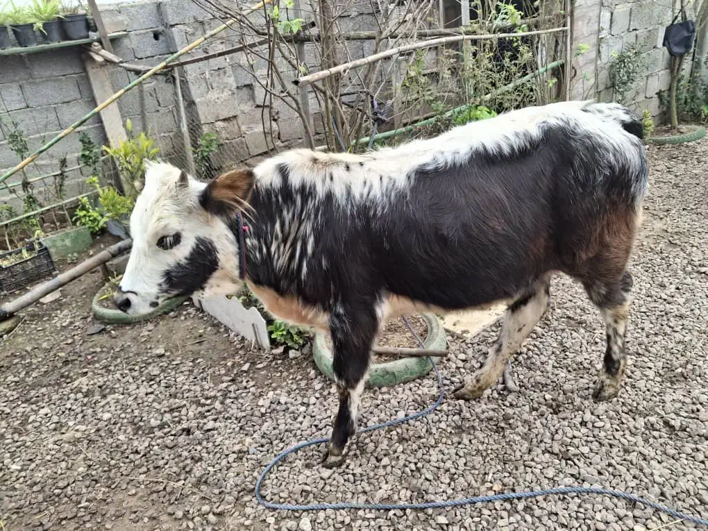 گاولیشه چالوسی ناف داردورگ|حیوانات مزرعه|رشت, خمیران زاهدان|دیوار