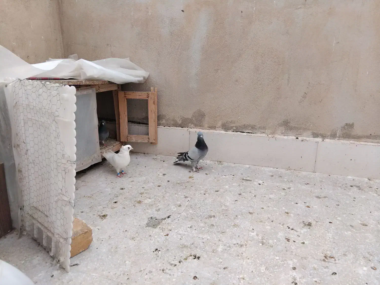 پرنده|پرنده|قم, ولیعصر|دیوار