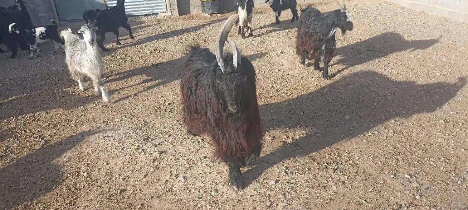 بز (دوبر )|حیوانات مزرعه|شهرضا, |دیوار