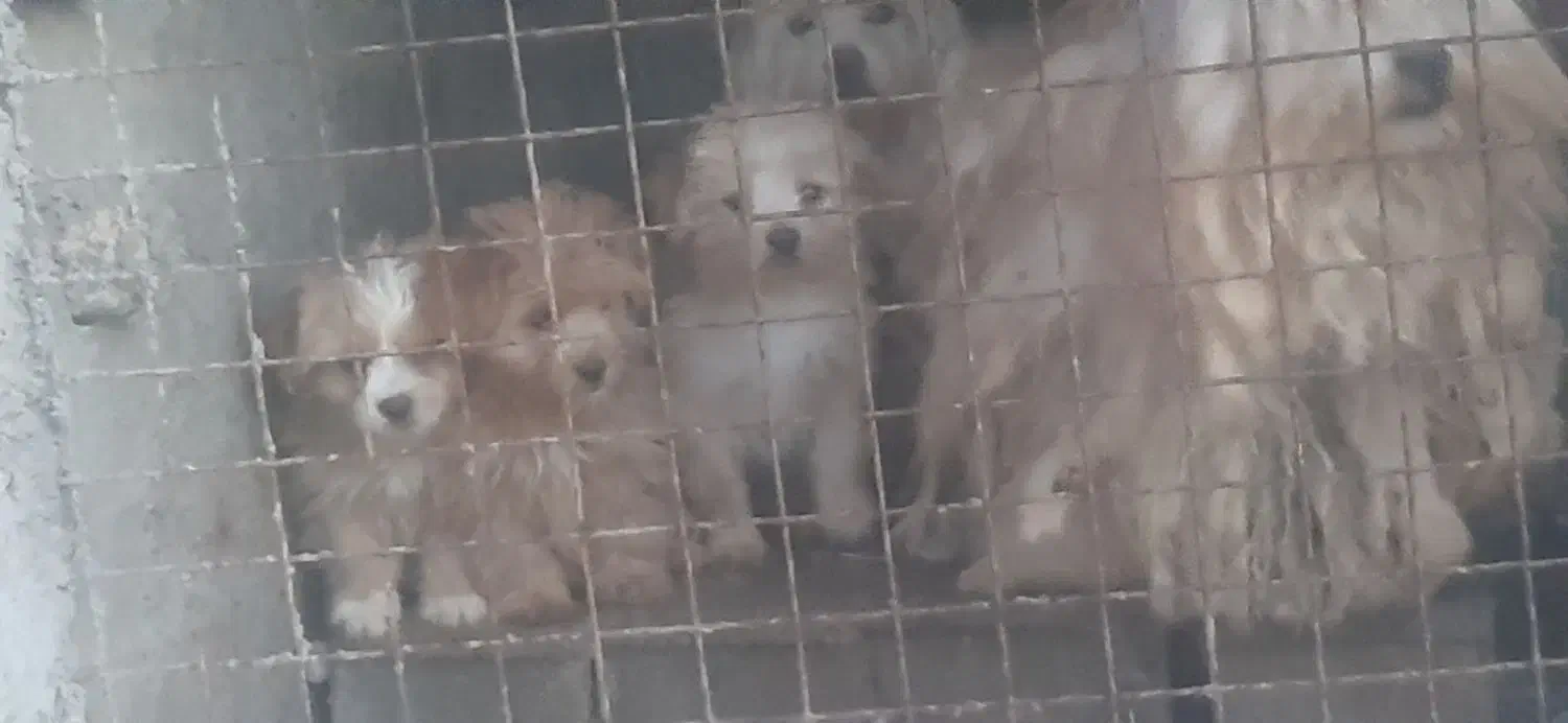 توله پا کوتاه فروشی|سگ|تفت, |دیوار