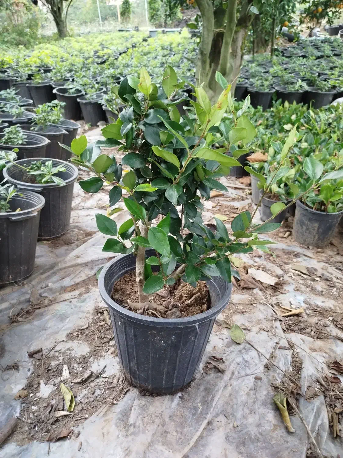 یاس هلندی|گل و گیاه طبیعی|کلاچای, |دیوار