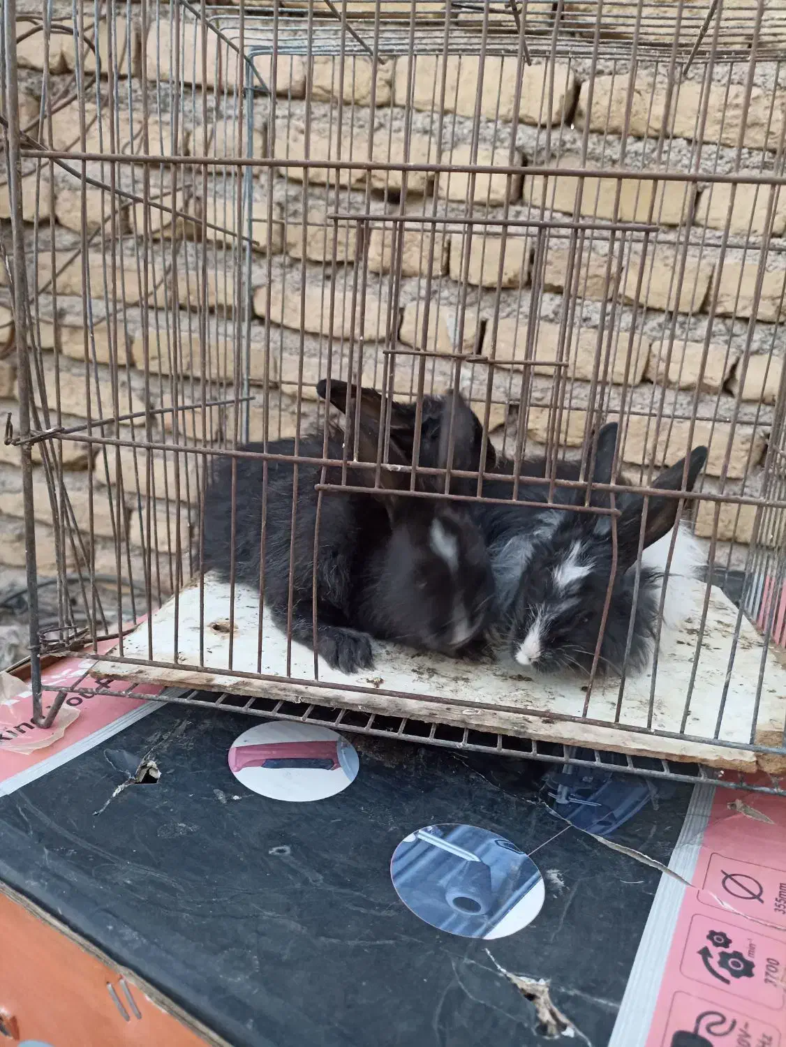 بچه خرگوش نروماده|موش و خرگوش|تربتحیدریه, پایانه مسافربری تربت حیدریه|دیوار