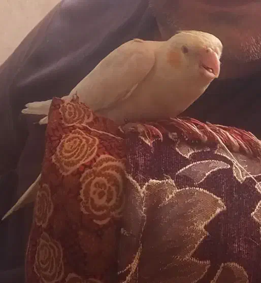 عروس هلندی گمشد هرکی پیداکرد جایز داره ۱۰۰۰ملیون|حیوانات|بندرعباس, |دیوار