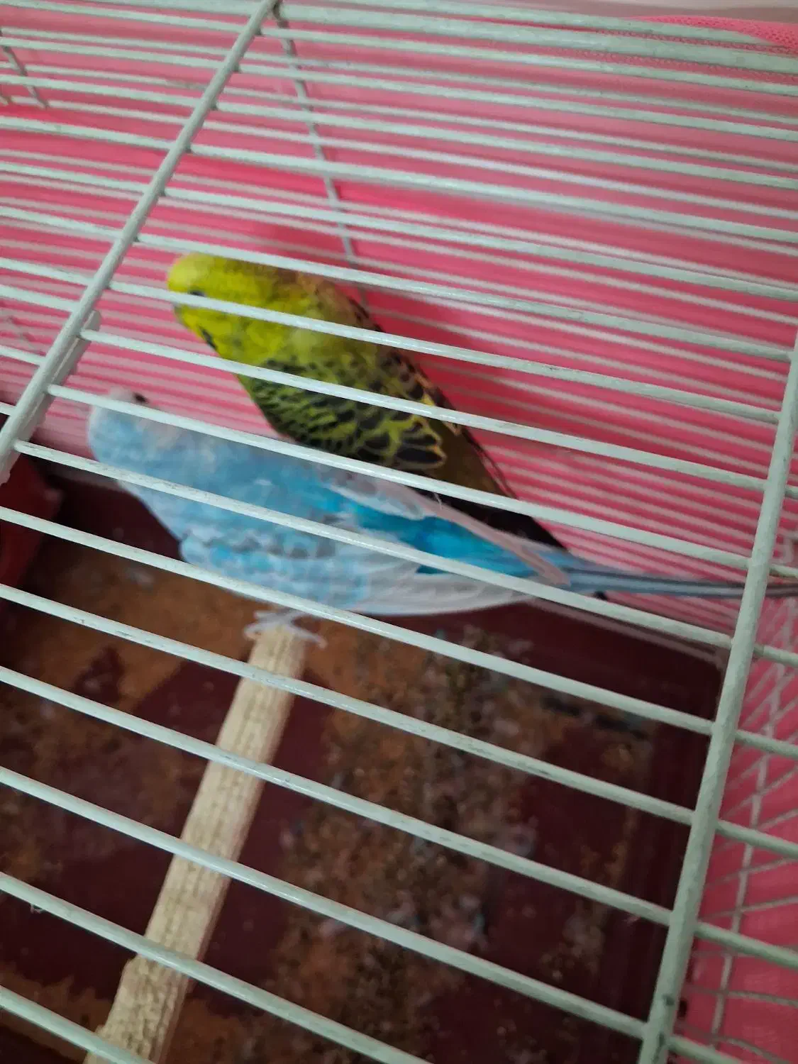 یک جفت مرغ عشق سالم و سرحال باقفس|پرنده|تهران, آهنگ|دیوار