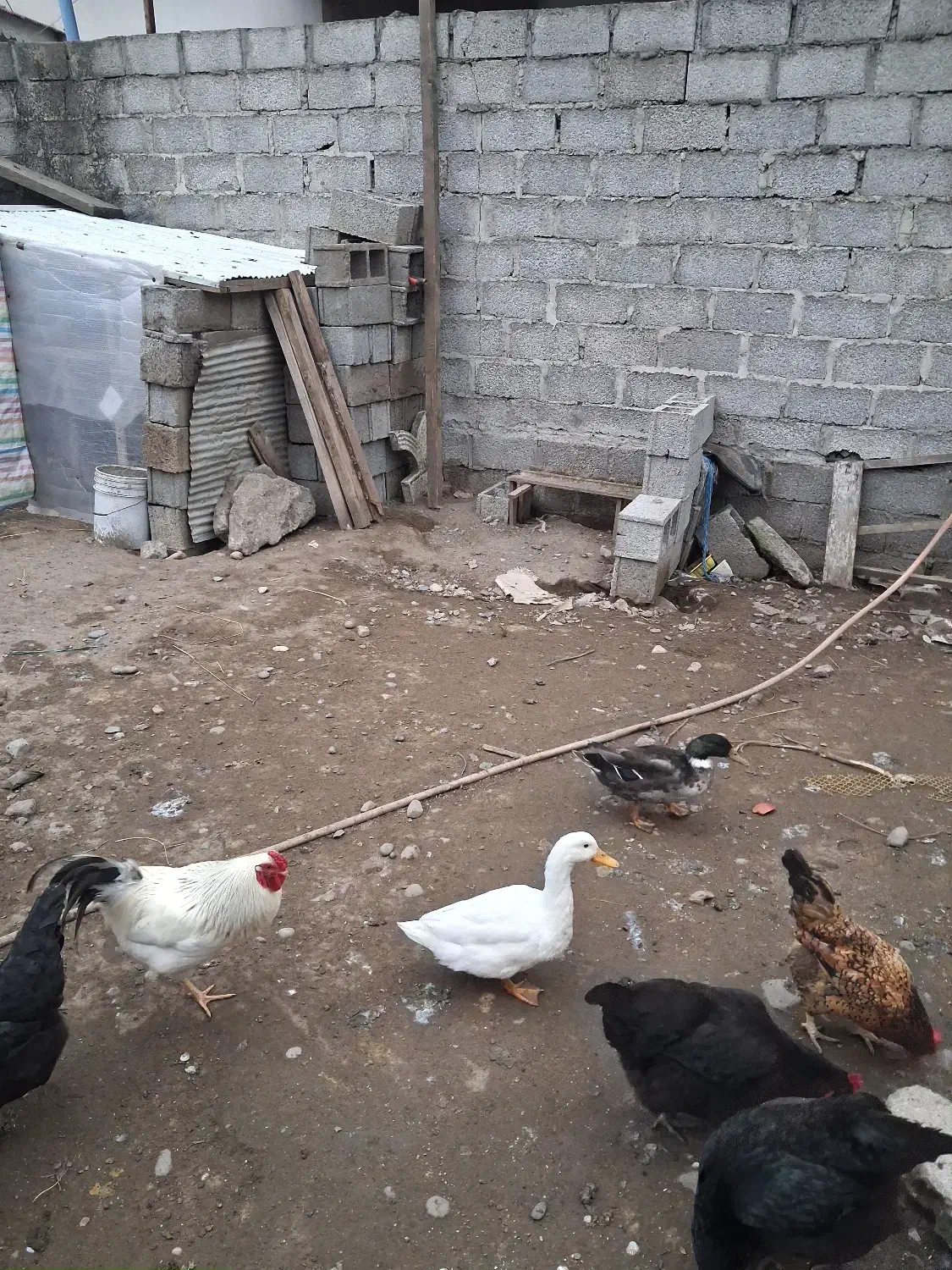 اردک|حیوانات مزرعه|رشت, گلباغ نماز|دیوار