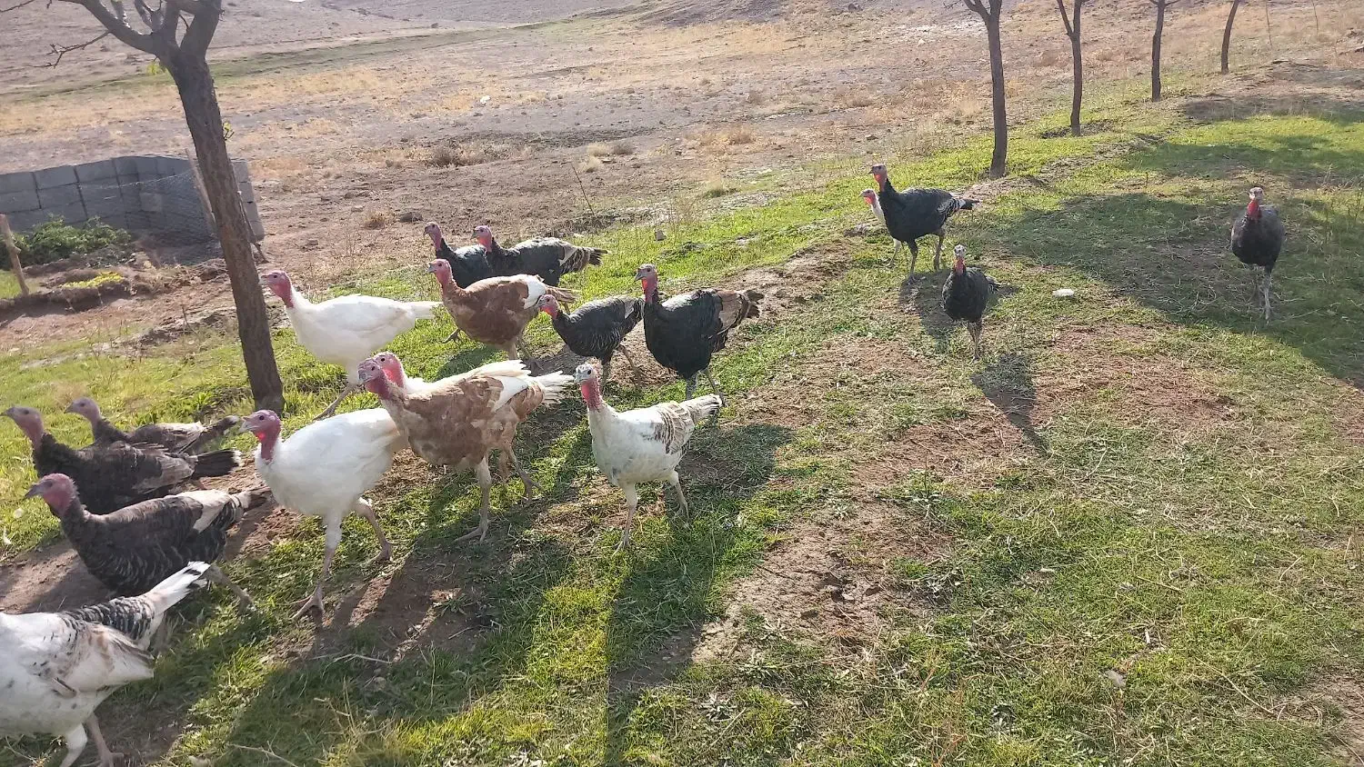 ۱۰ بوقلمون نر|حیوانات مزرعه|قره ضیاالدین, |دیوار