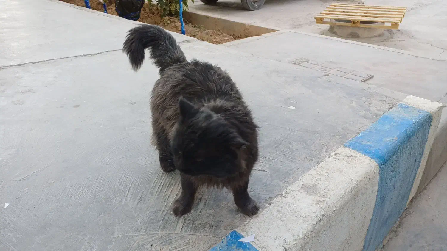 پرشین کت پیدا شده|گربه|شاهینشهر, بنیاد ازدواج|دیوار