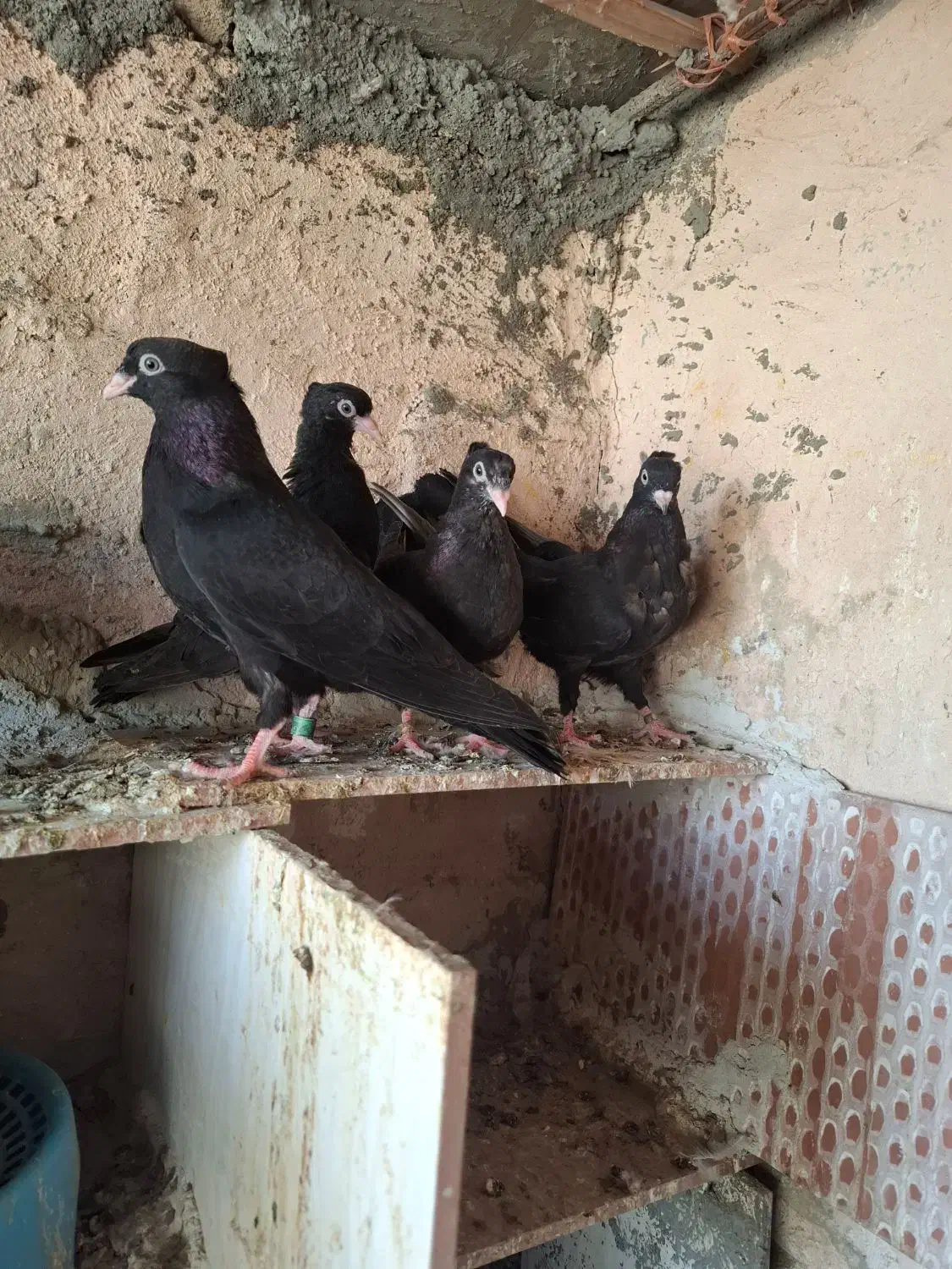 جوجه زاغ|پرنده|قلعه قاضی, |دیوار