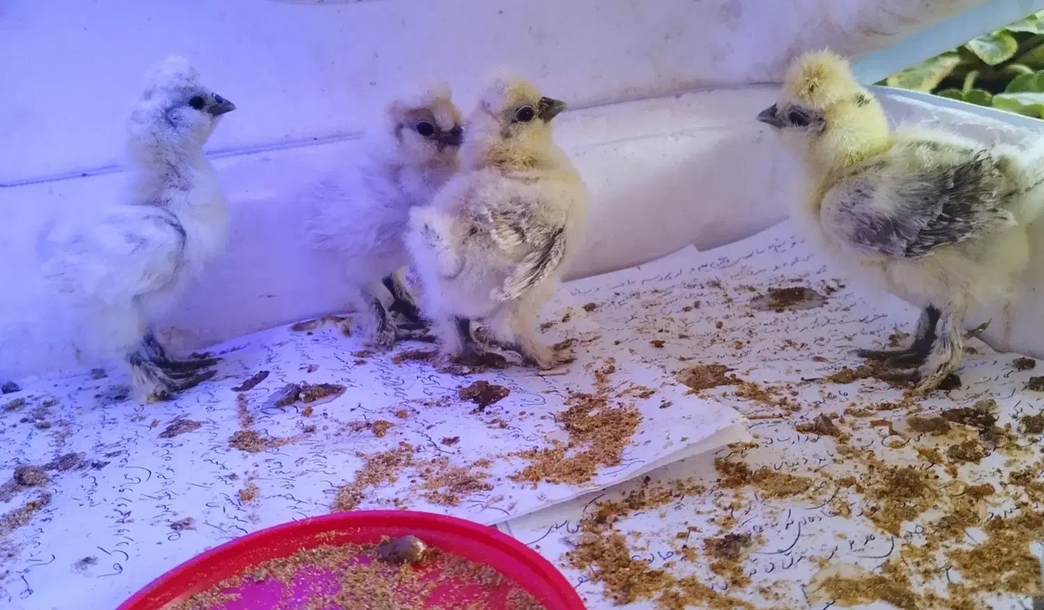 جوجه ابریشمی ۱۰ روزه قیمت برای هر عدد هست|حیوانات مزرعه|تهران, صد دستگاه|دیوار