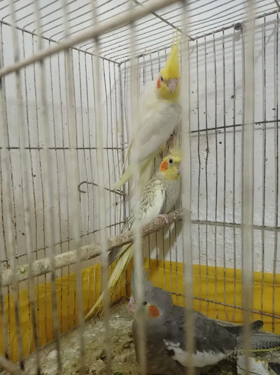 طوطی عروس|پرنده|رشت, معلم|دیوار