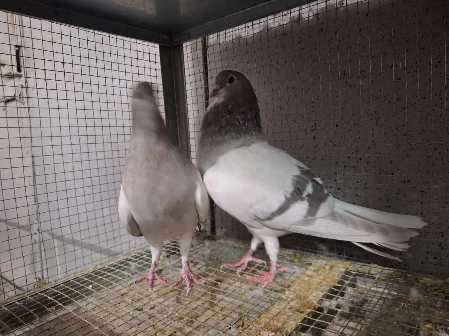 خرقه روس نقره ای|پرنده|اصفهان, عطار نیشابوری|دیوار