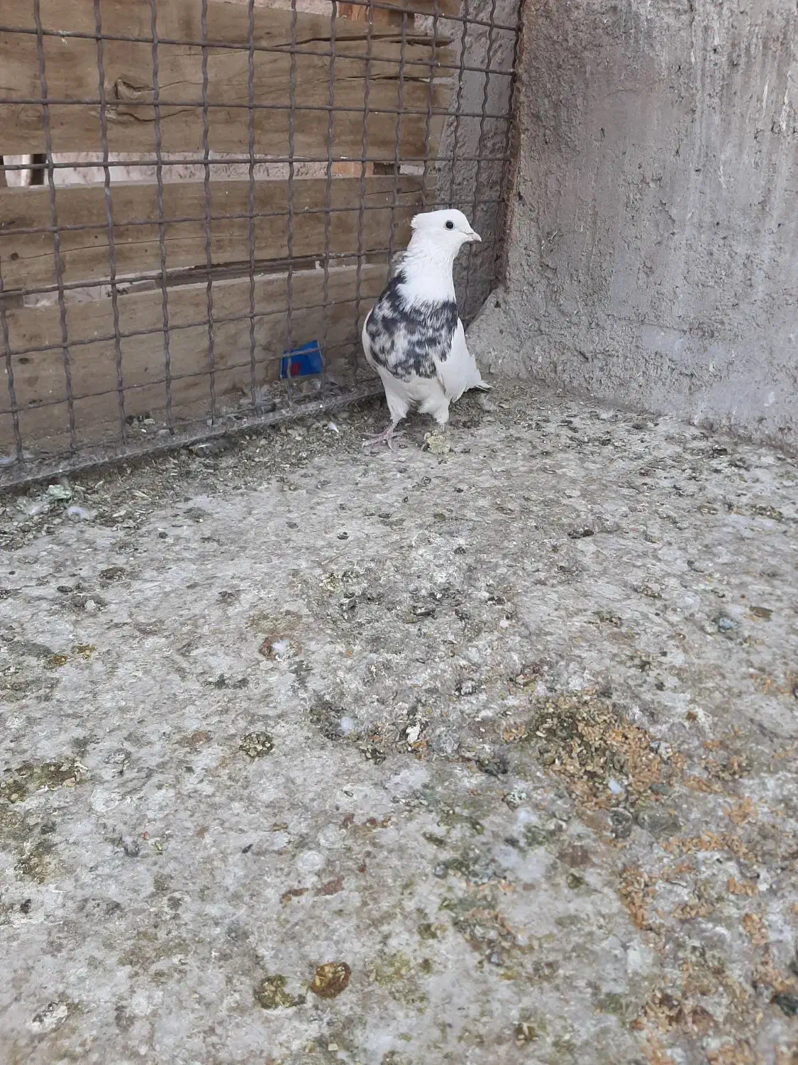 طوقی دمسفید|پرنده|رفسنجان, |دیوار