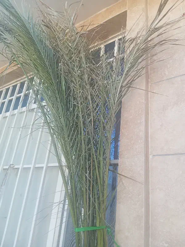 گل نخل خیلی بزرگه|گل و گیاه طبیعی|تربتحیدریه, ده پائین|دیوار