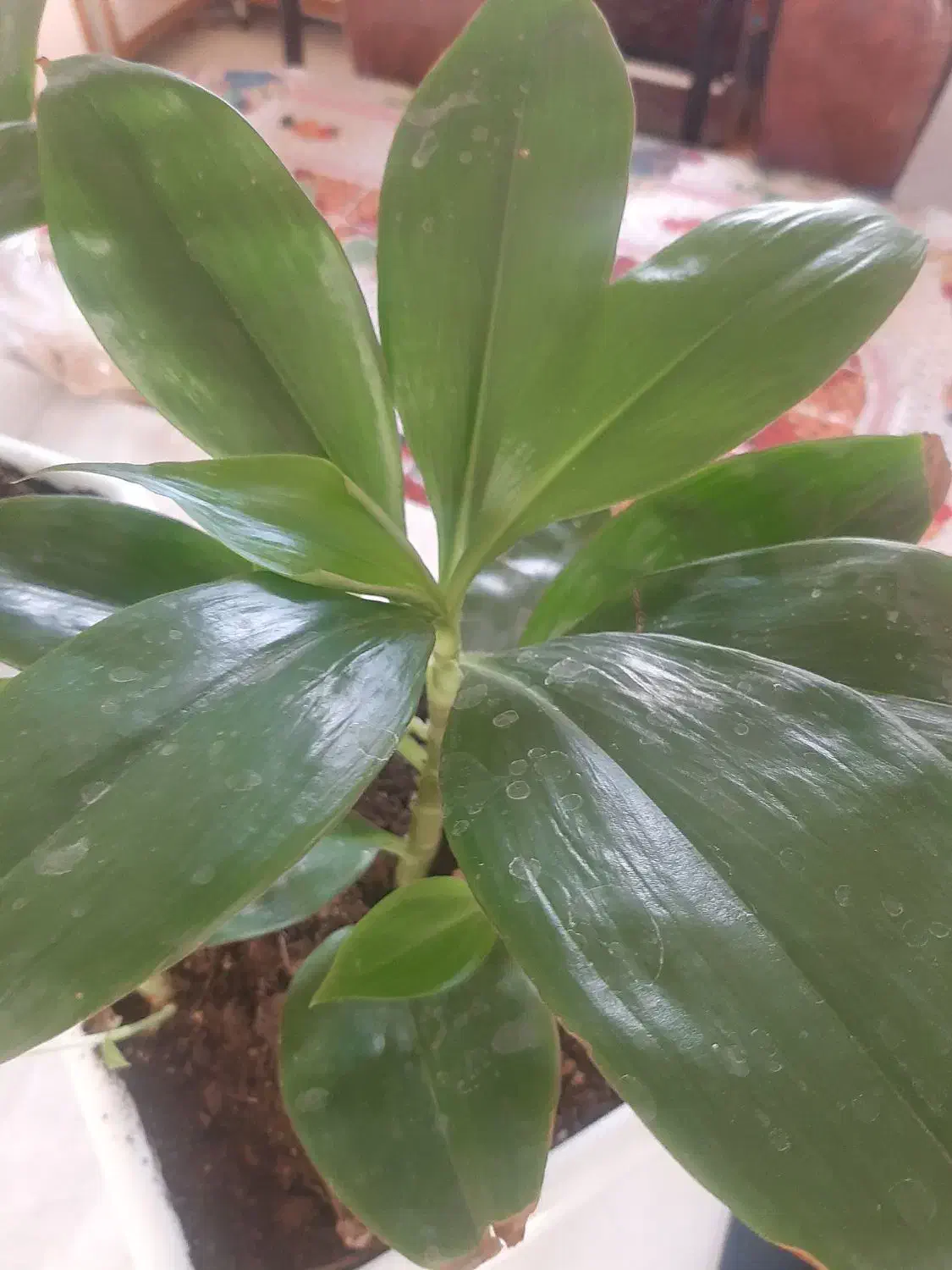 گل  طبیعی  خوش رنگ قیمت دانه ۲۰۰ هزار ت|گل و گیاه طبیعی|اسلام‌‌آباد غرب, |دیوار