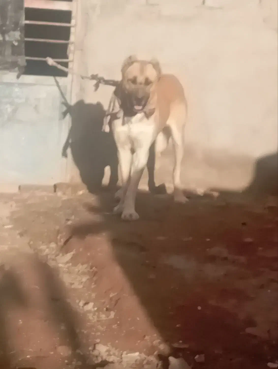 س گ|سگ|تربت جام, میان جام|دیوار