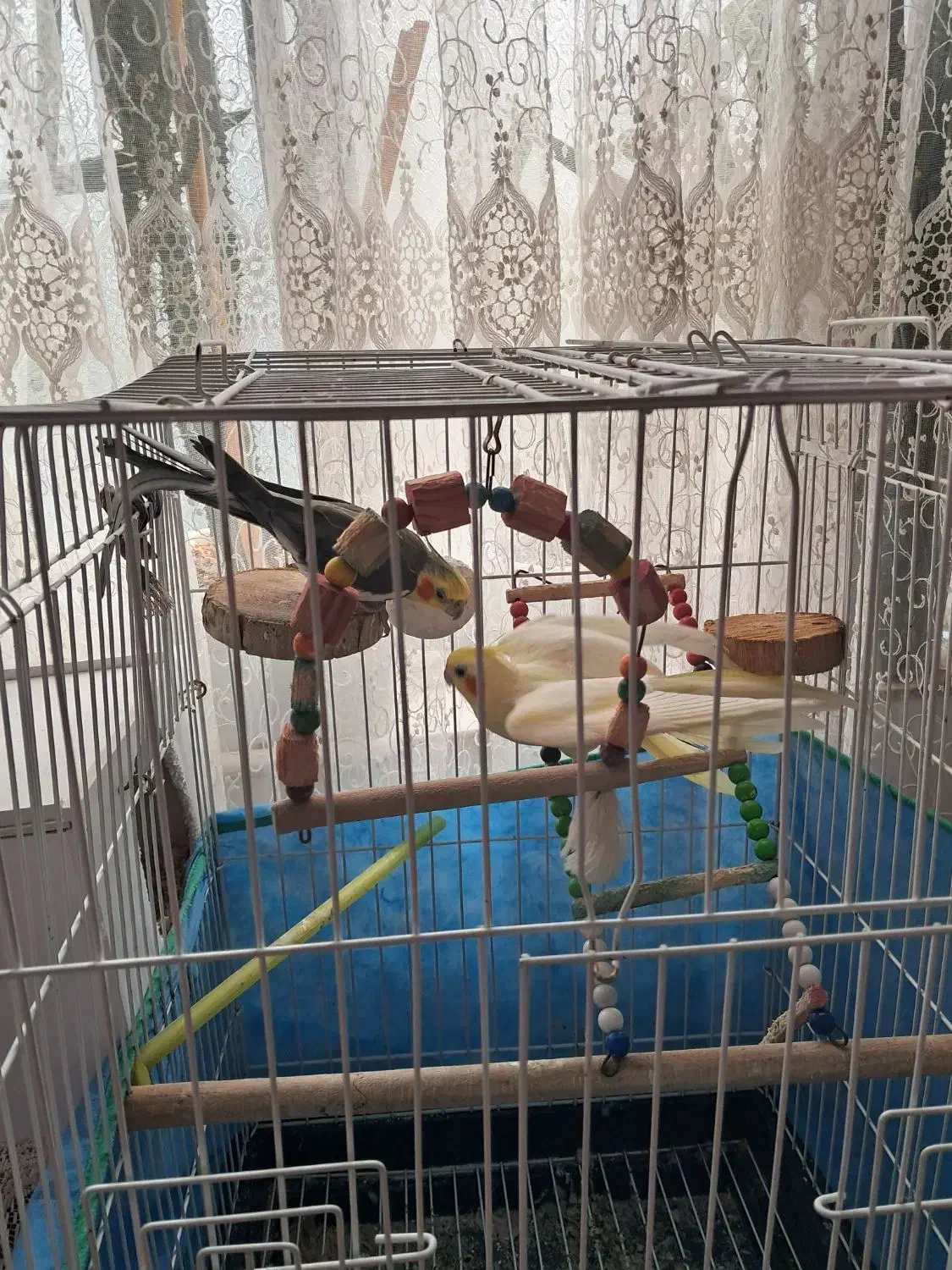 طوطی عروس|پرنده|سیاهکل, |دیوار