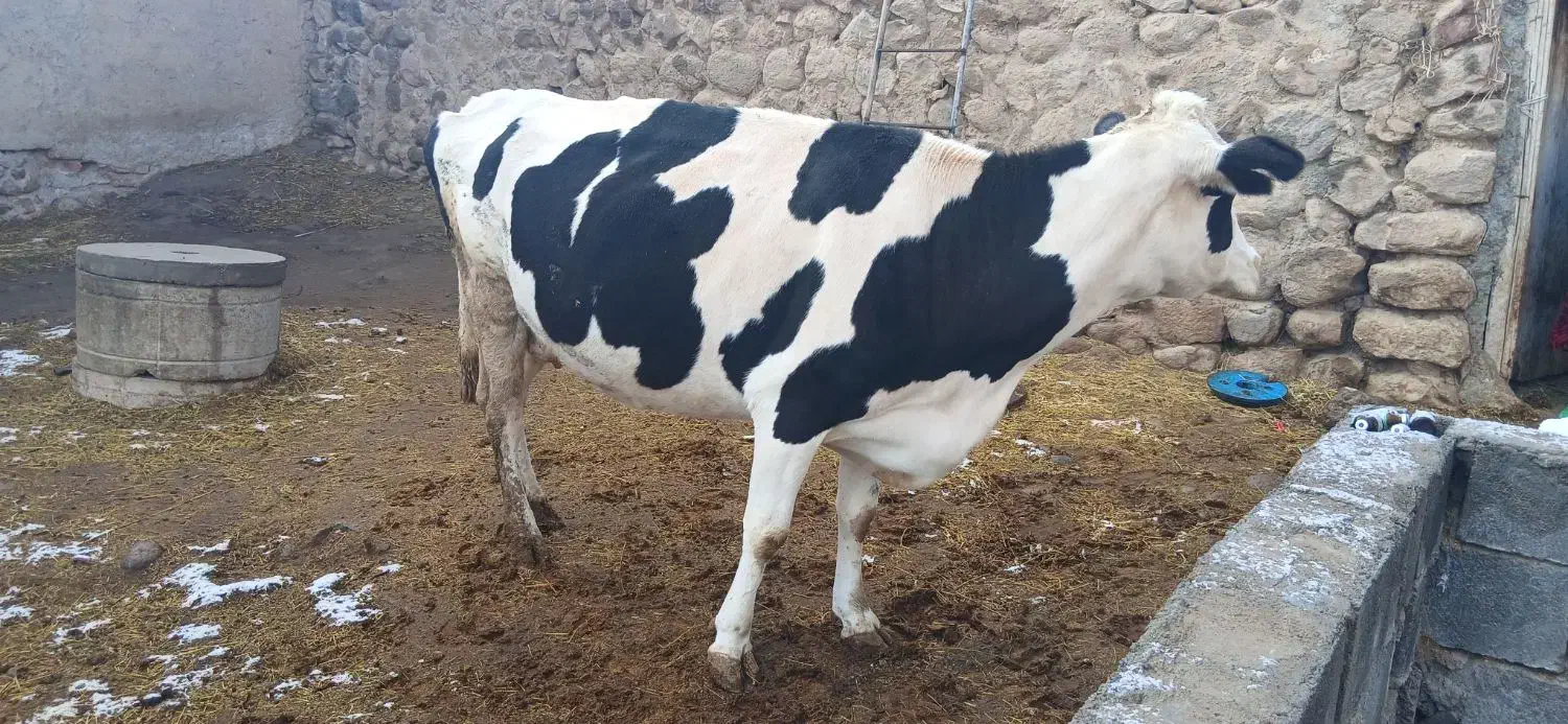 گاو گوشتی|حیوانات مزرعه|نظر کهریزی, |دیوار