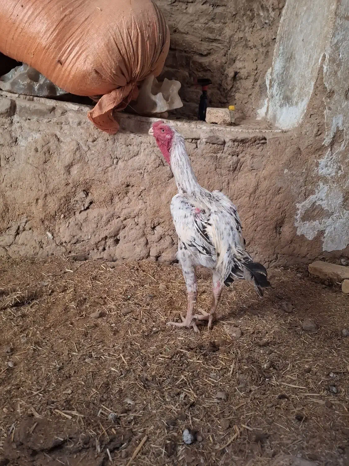 مرغ خروس نوک طوطی اصیل|حیوانات مزرعه|سلامی, |دیوار