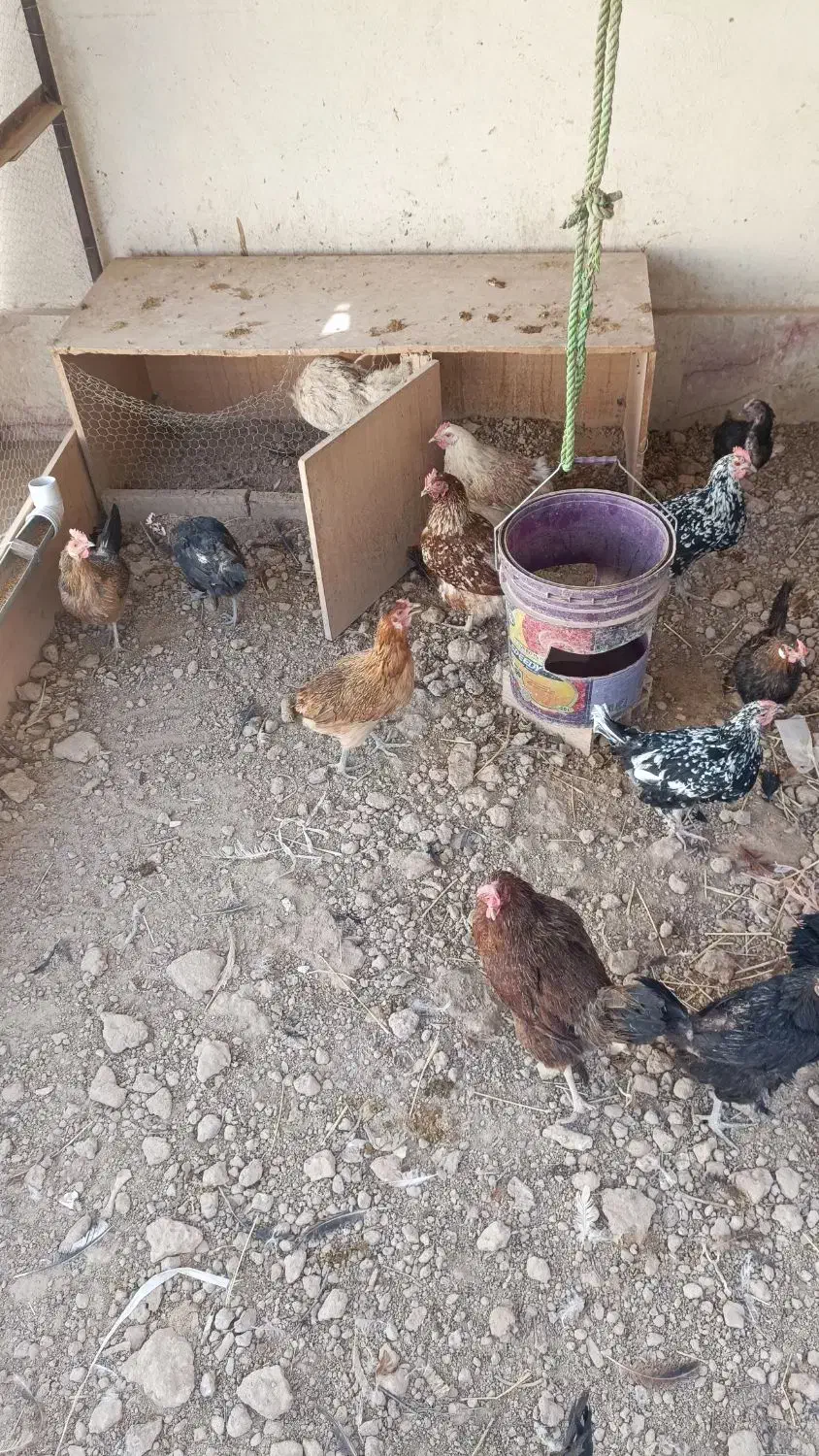 مرغ و خروس|حیوانات مزرعه|ری, علایین|دیوار