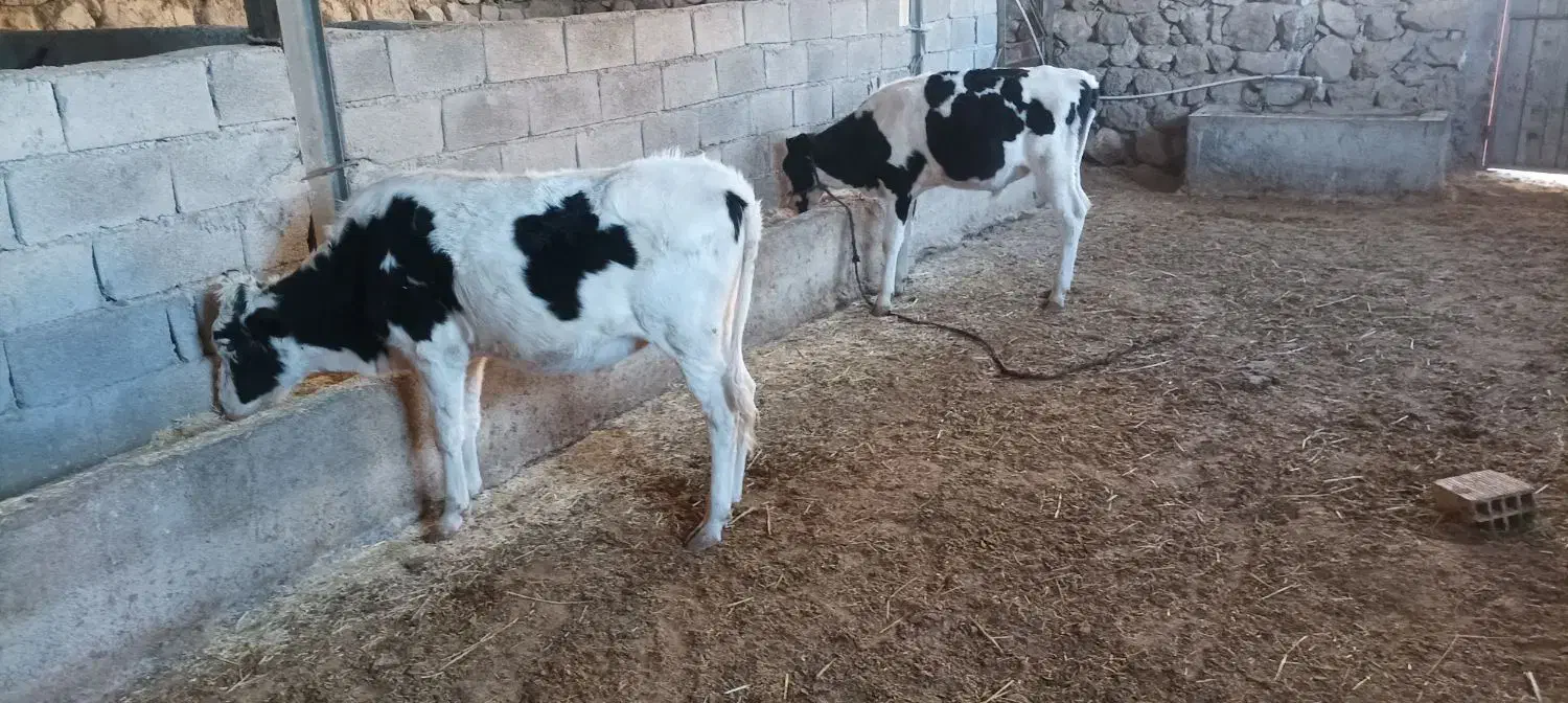 گوساله نر پای پروار دوعدد نژاد یکی هلشتاین|حیوانات مزرعه|پاپی, |دیوار