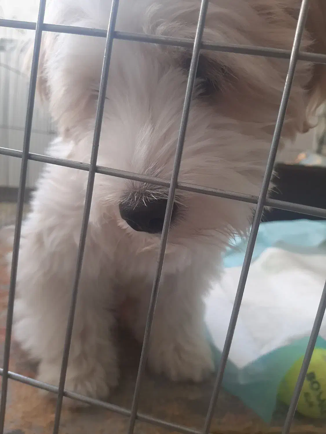 واگذاری سگ|سگ|ری, هاشمآباد|دیوار