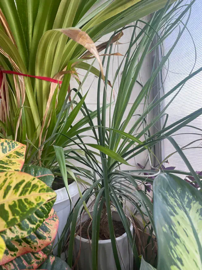 گل های بزرگ و شاداب|گل و گیاه طبیعی|نیشابور, شهرک اندیشه|دیوار