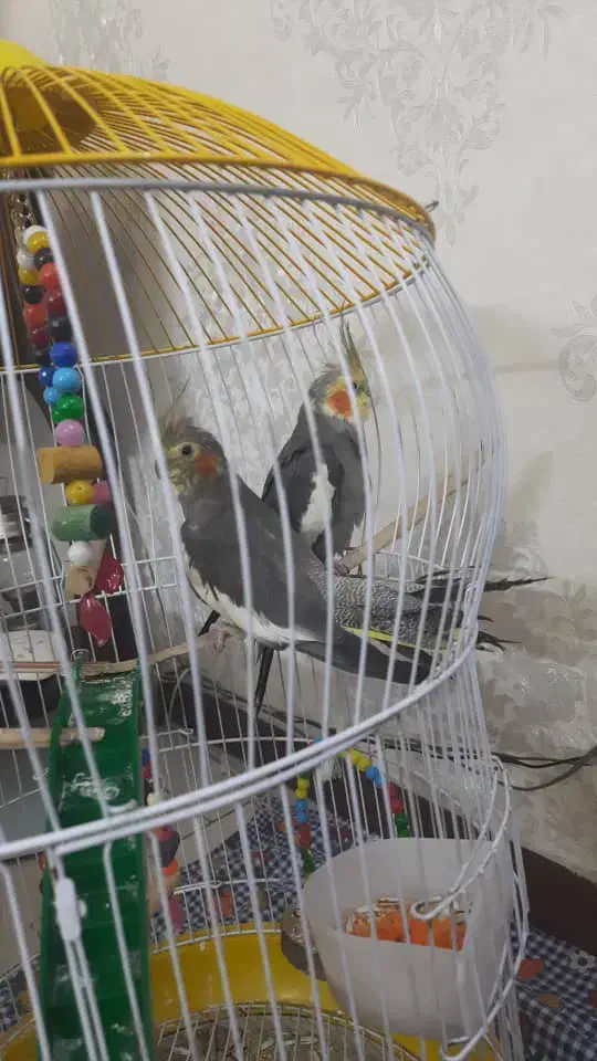 عروس هلندی جفت|پرنده|تهران, هفده شهریور|دیوار