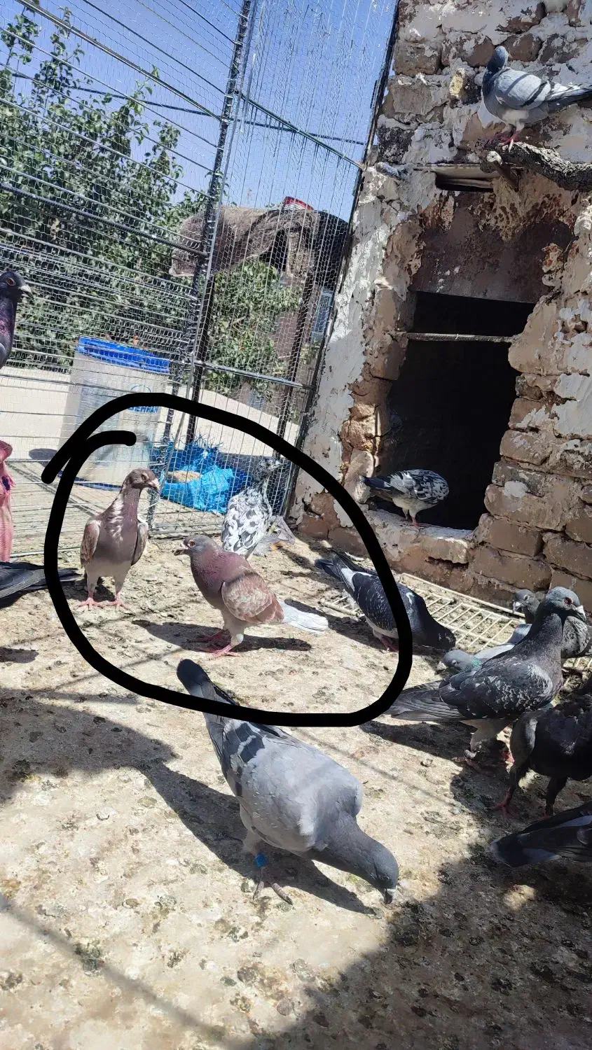 کفتر|پرنده|تایباد, |دیوار