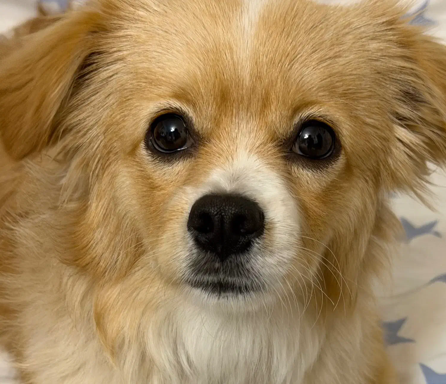 سگ شیتزو کراس ماده|سگ|تهران, تهرانپارس شرقی|دیوار