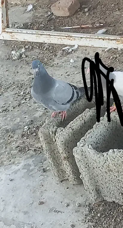 کبوتر گمشده پلاکی|پرنده|خسروشاه, |دیوار