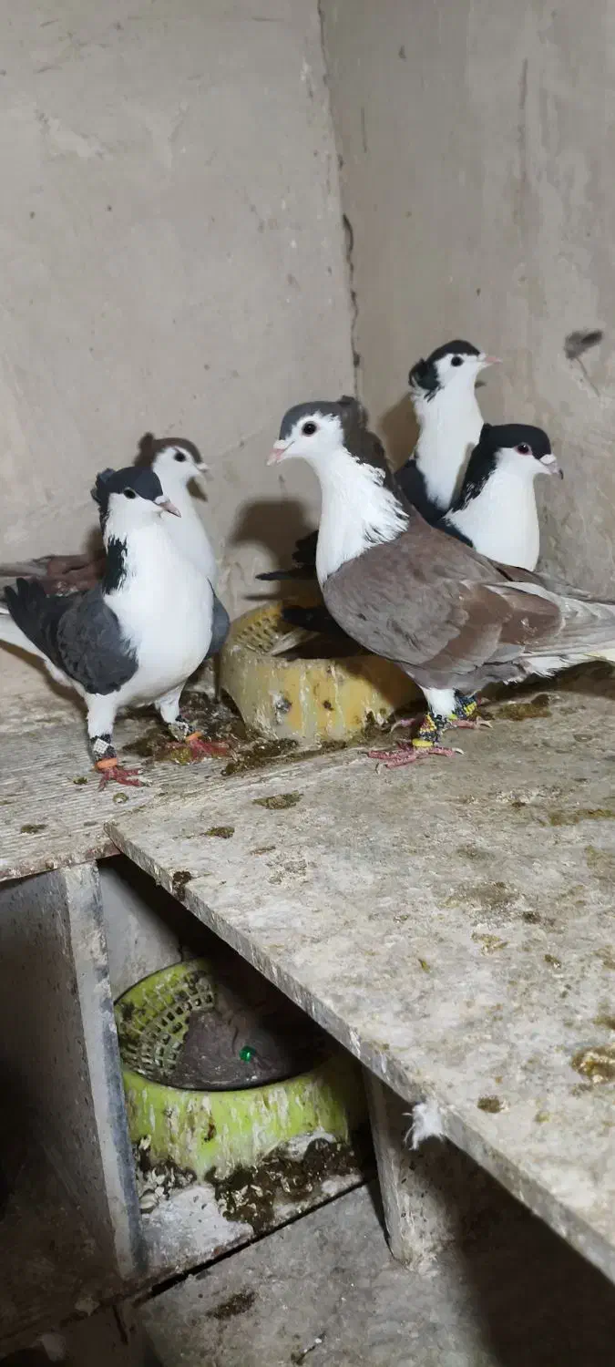 کفتر رنگه|پرنده|مشهد, فرودگاه|دیوار