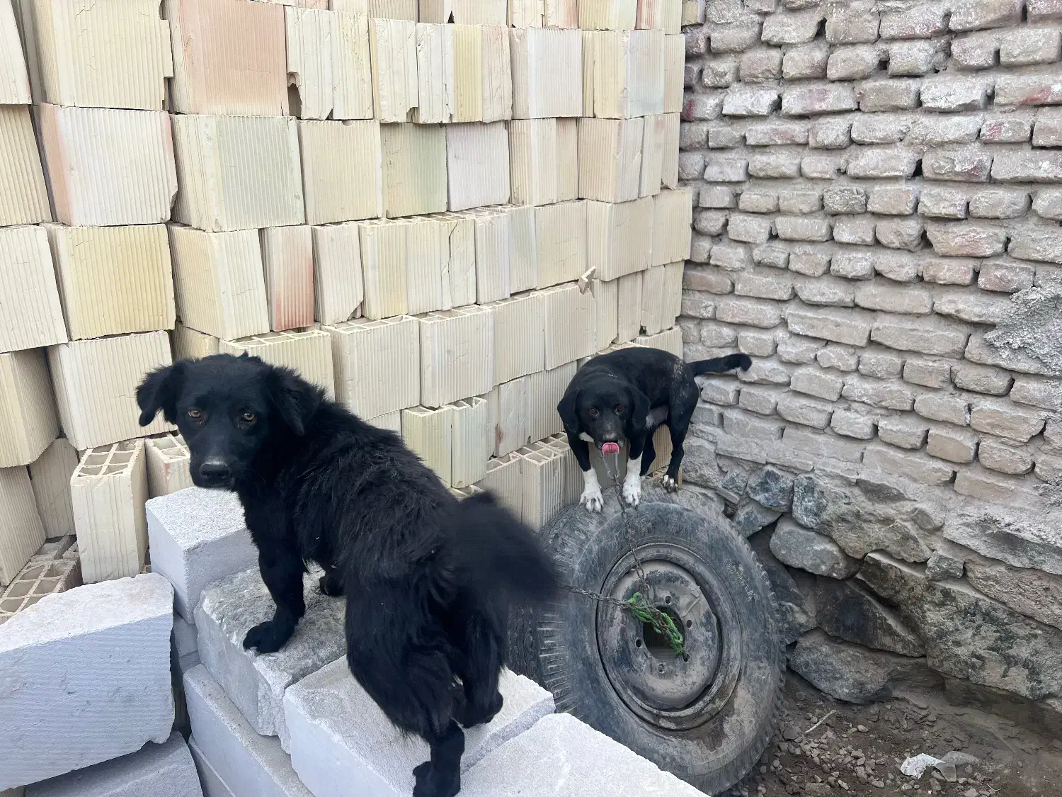 فروش سگ نر و ماده پاکوتاه|سگ|مشهد, نوید|دیوار