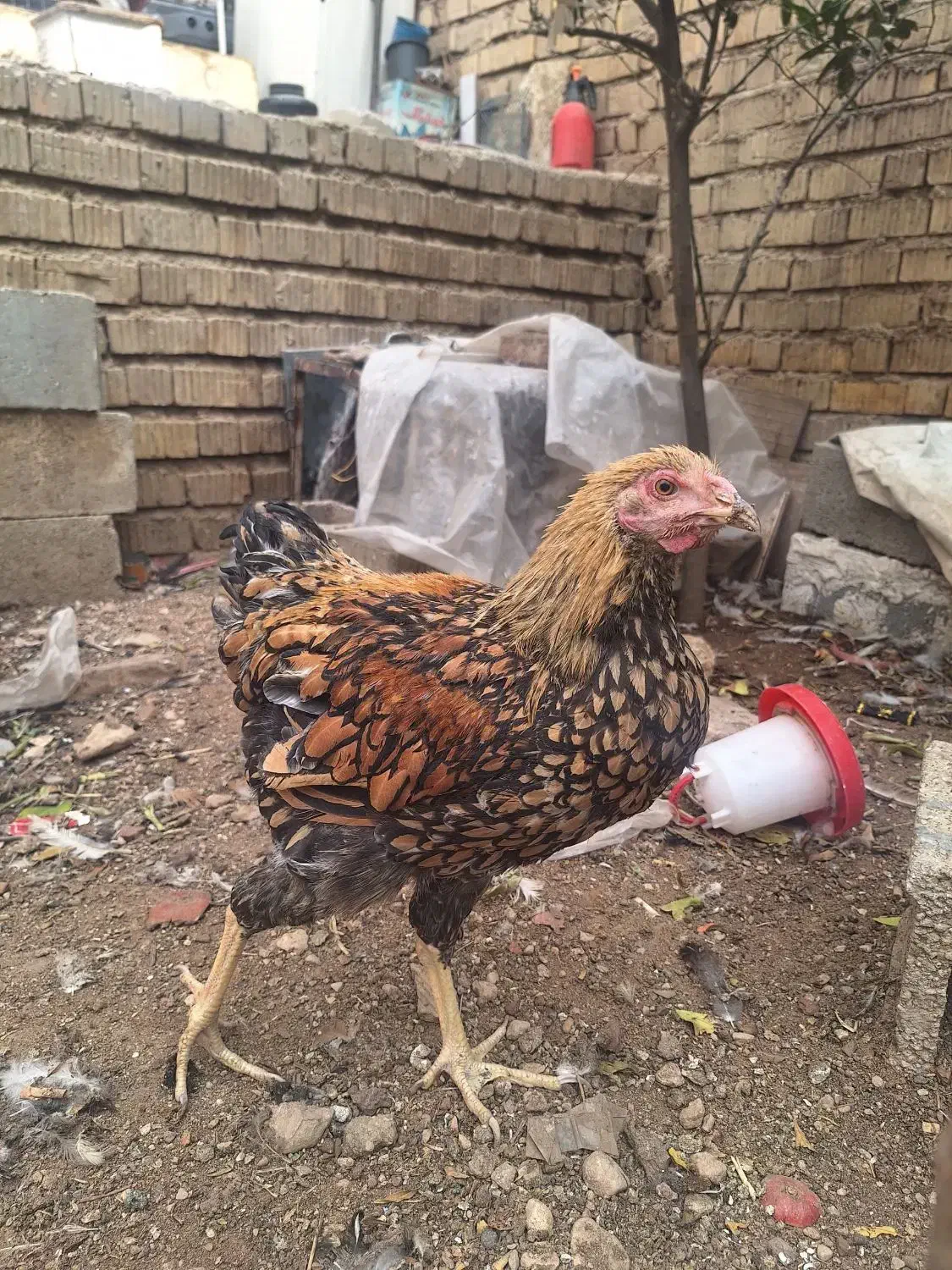 مرغ ویاندوت وگلین|حیوانات مزرعه|شیراز, رکن‌آباد|دیوار