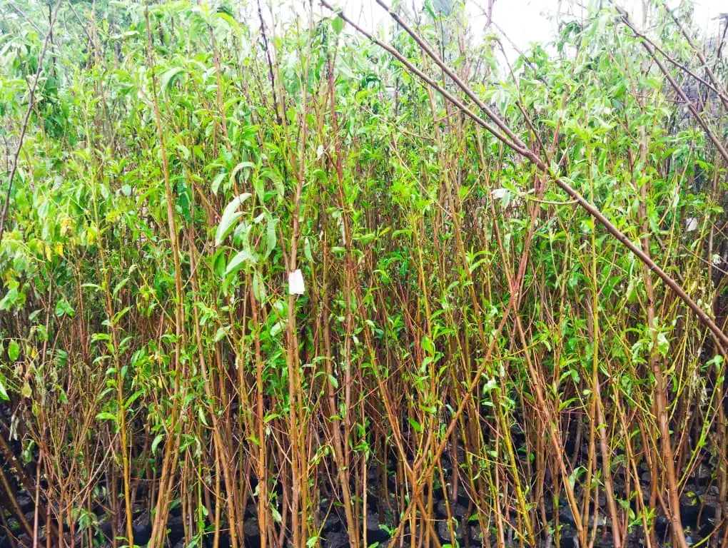 نهال|گل و گیاه طبیعی|تهران, آبشار|دیوار