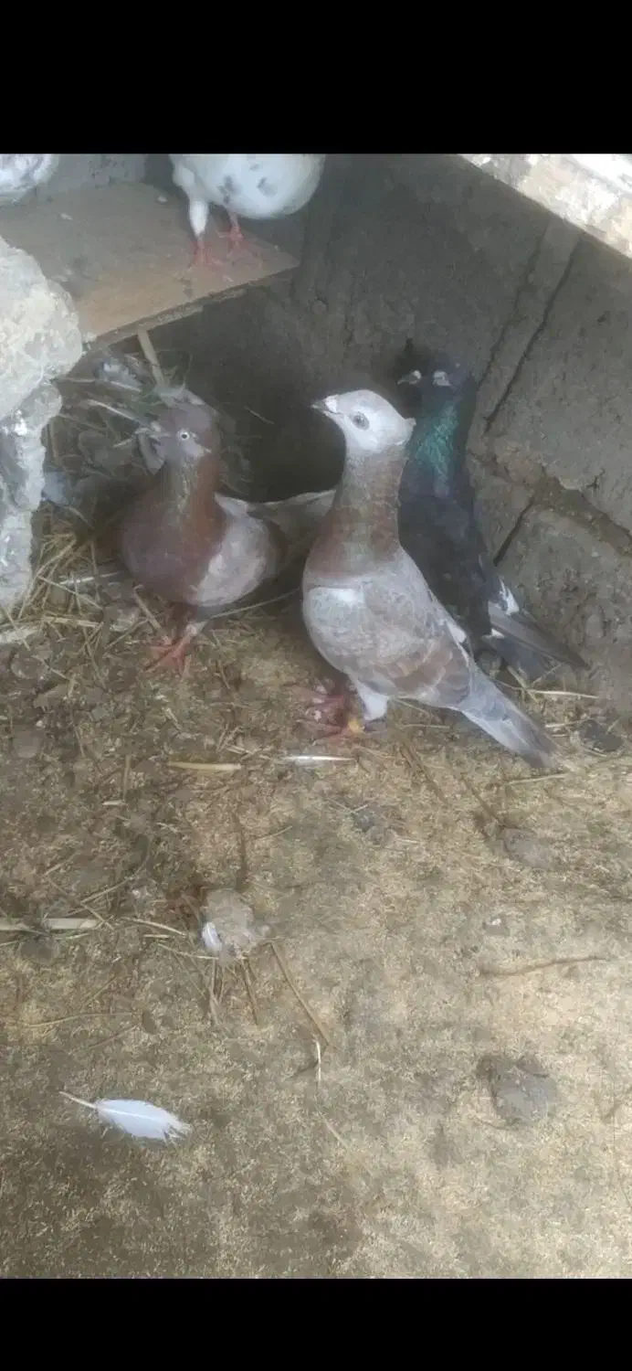 مسافتی گم شده|پرنده|لاهیجان, گلستان|دیوار