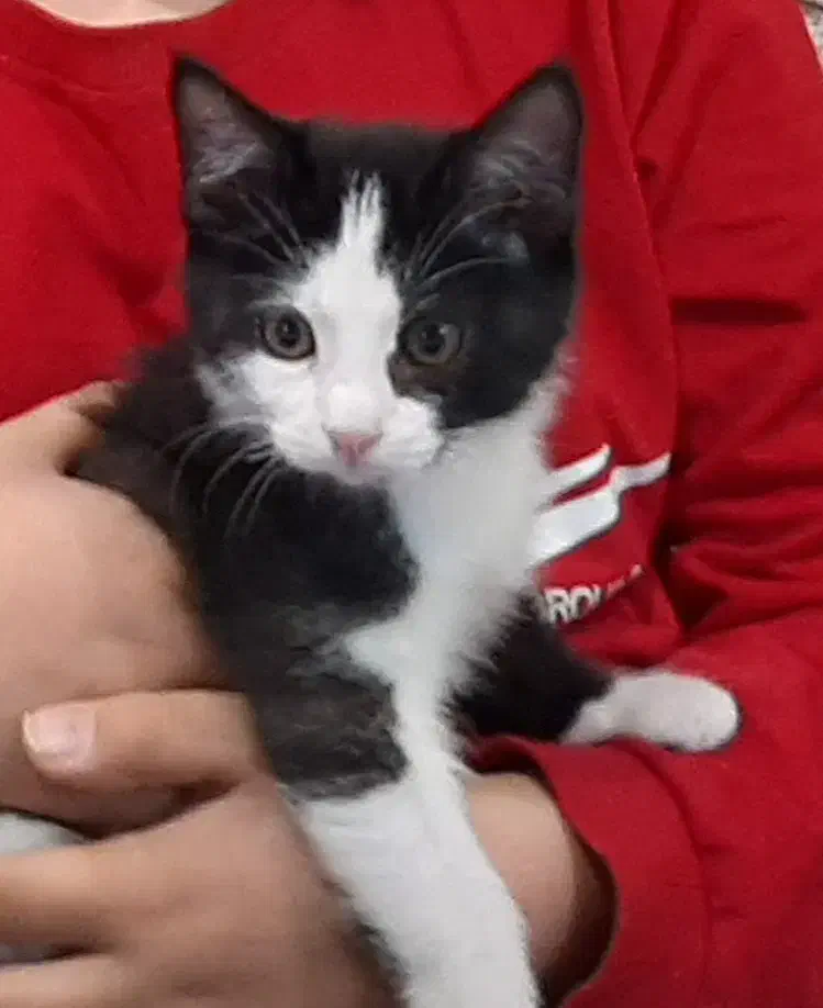 بچه گربه تاکسیدو نژاد DSH حدودا سه ماهه|گربه|اصفهان, سعادتآباد|دیوار