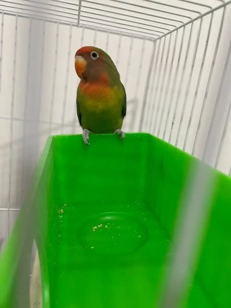 کوتوله|پرنده|تربت‌حیدریه, شهدا|دیوار